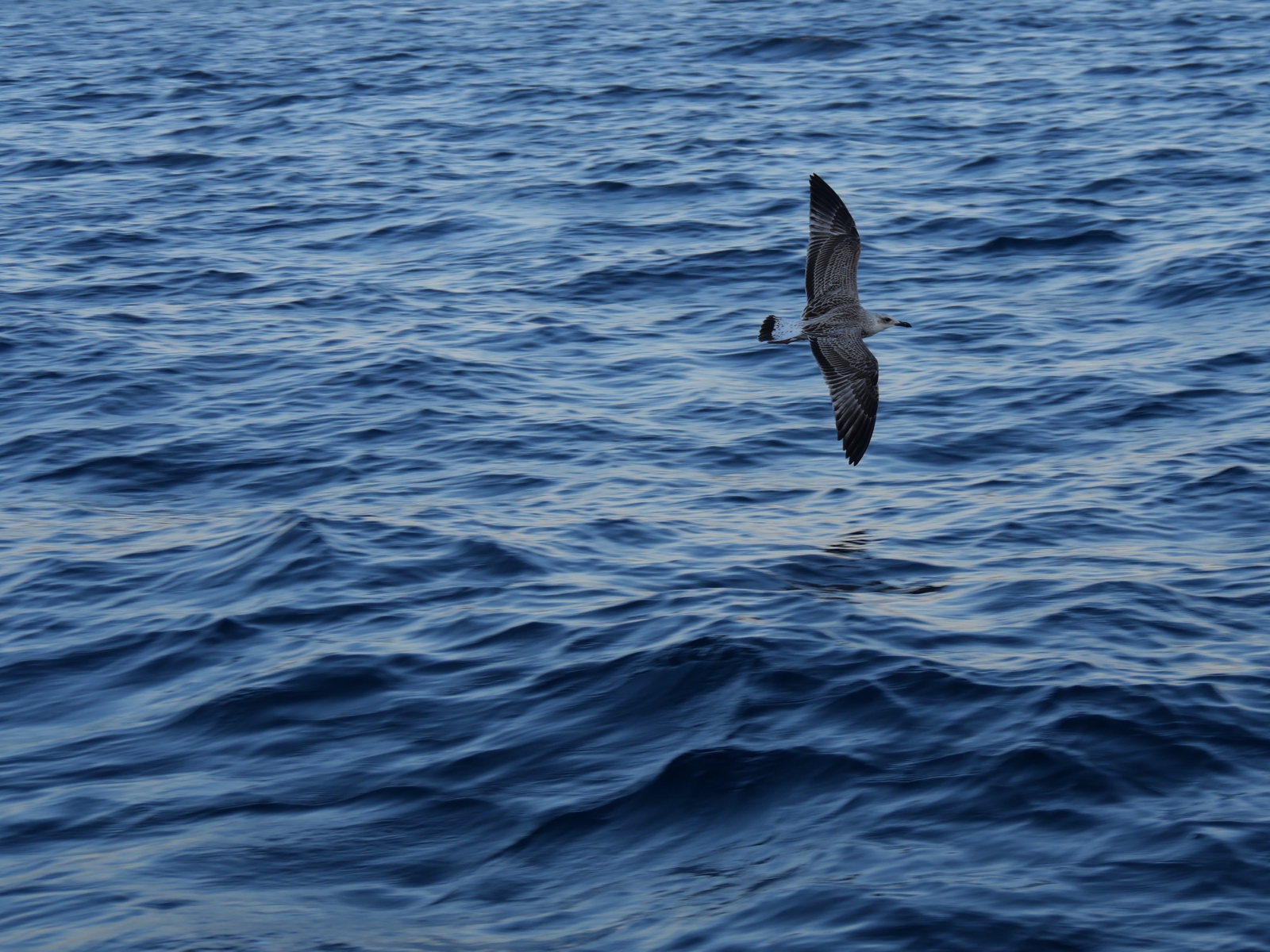 Bild einer Möwe, die über das Meer fliegt. Aufgenommen von mir / Lukas Nagel
